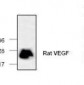 VEGFA / VEGF Antibody